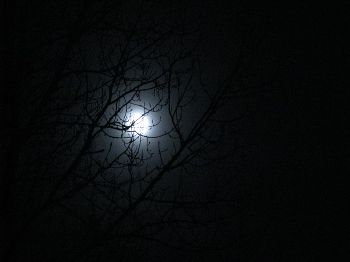 ночь луна деревья