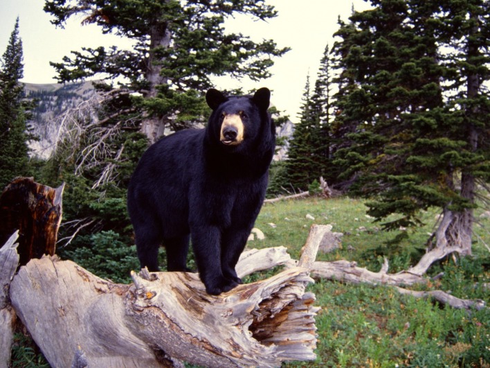Черны медведь