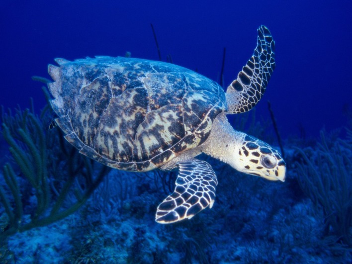 Черепаха морска
