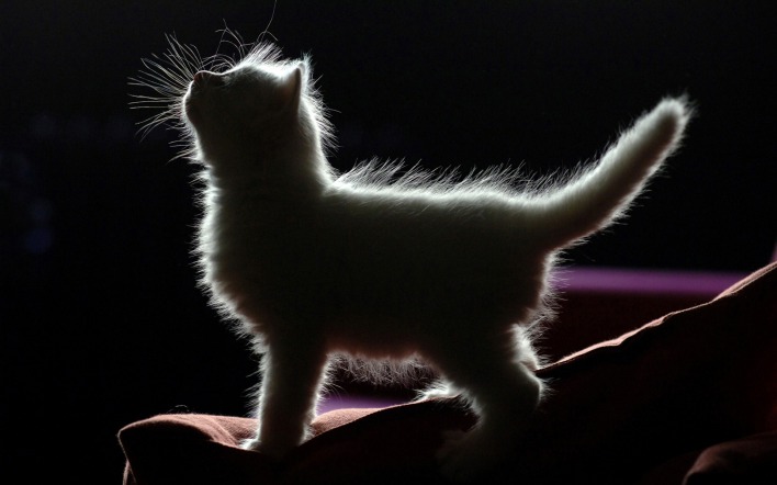 Белый котенок в темноте