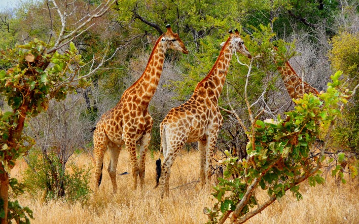 Три жирафа