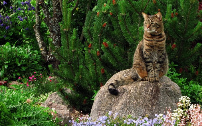 Важный кот на камне в саду