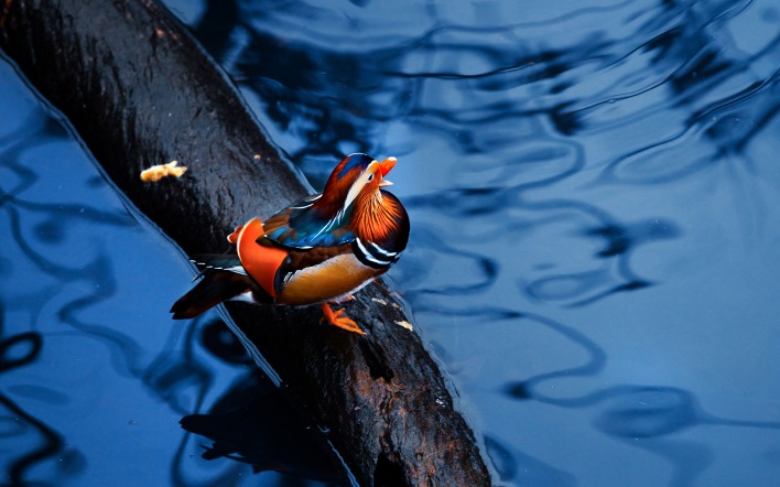 Утка мандаринка возле воды