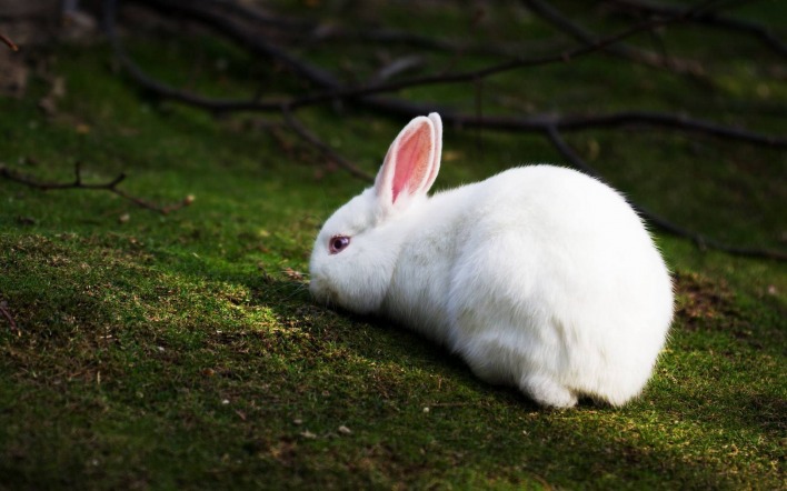 Белый кролик на мхе