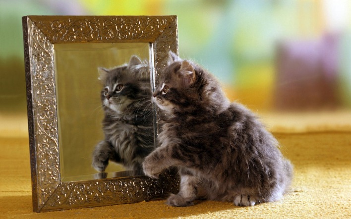 Кот с зеркалом
