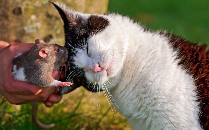 Кот с крысой