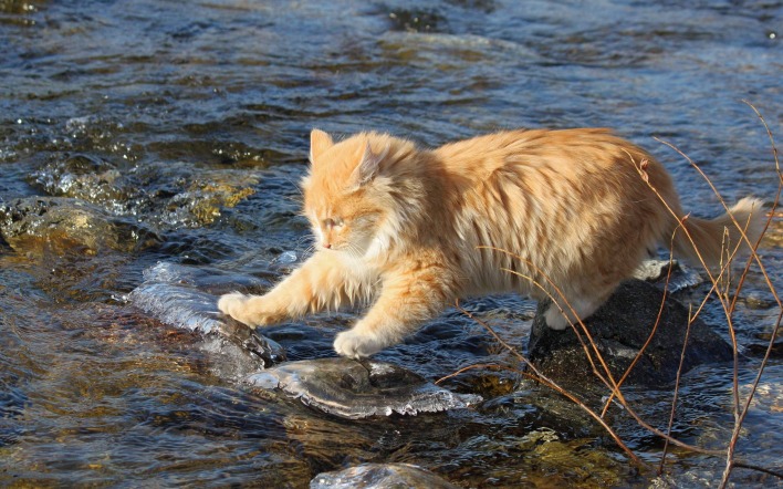Рыжий кот через на камнях в реке