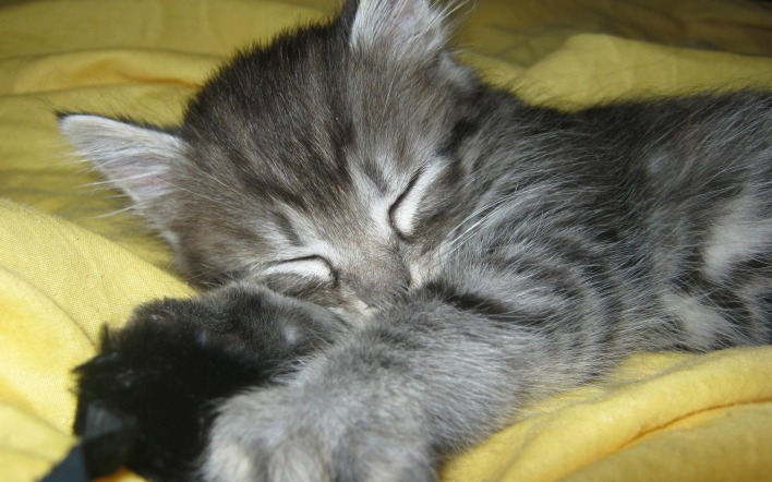 Сон котенка