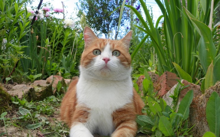Кот в саду