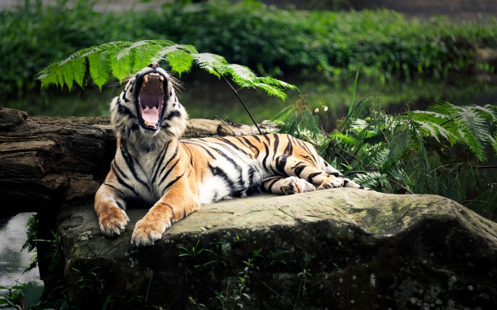 Зевающий тигр
