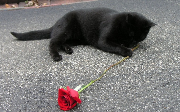 Черный кот с розочкой