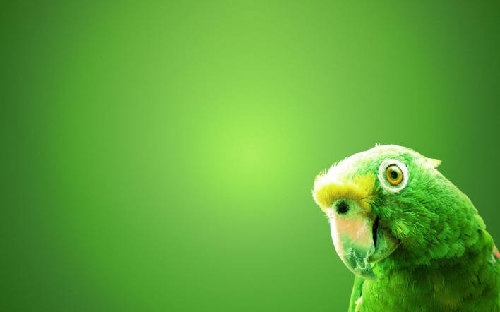 Зеленый попугай на зеленом фоне