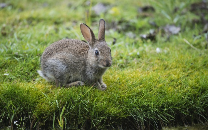Заяц на траве