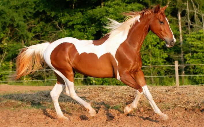 Красивая коричнево-белая лошадь