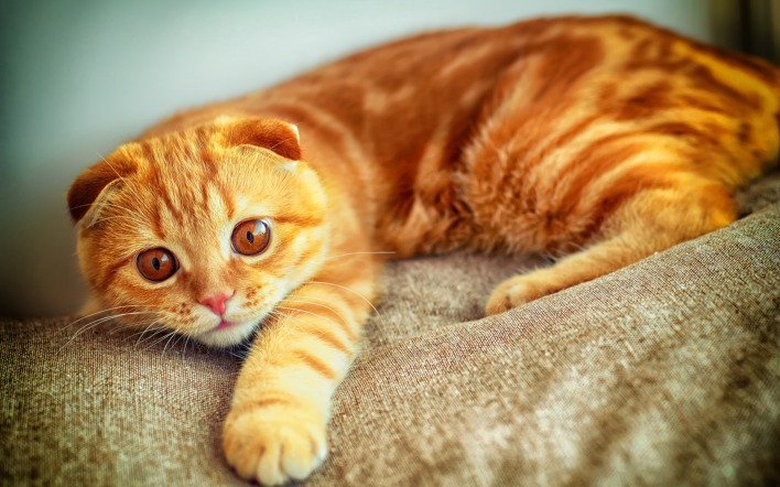 Рыжий кот с прижавшимися ушами