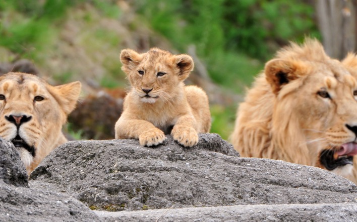 Семья львов