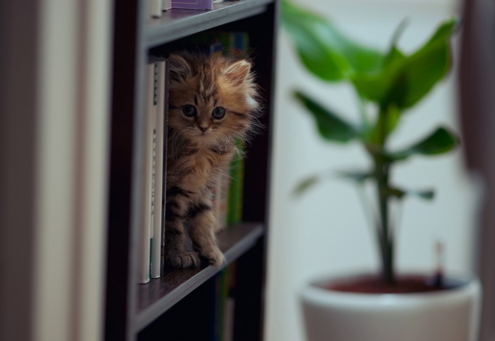 Котенок в книжной полке