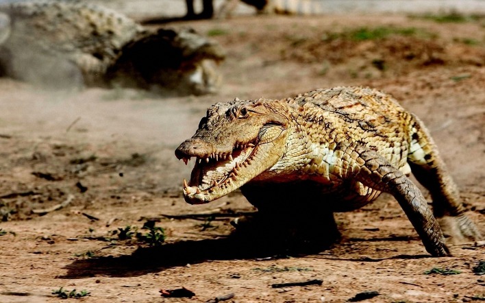 крокодил перед охотой