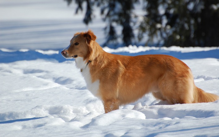 рыжая собака посреди снега