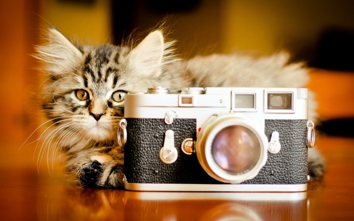 котенок с фотоаппаратом
