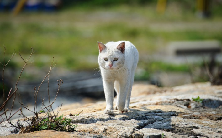 белый кот-хищник