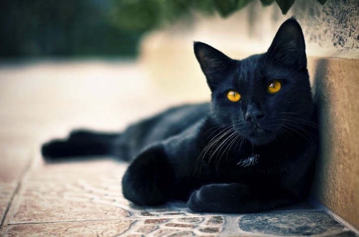 черная кошка с желтыми глазами
