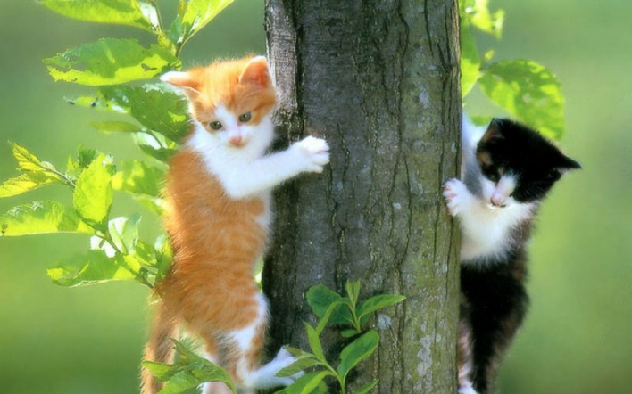 котята на дереве