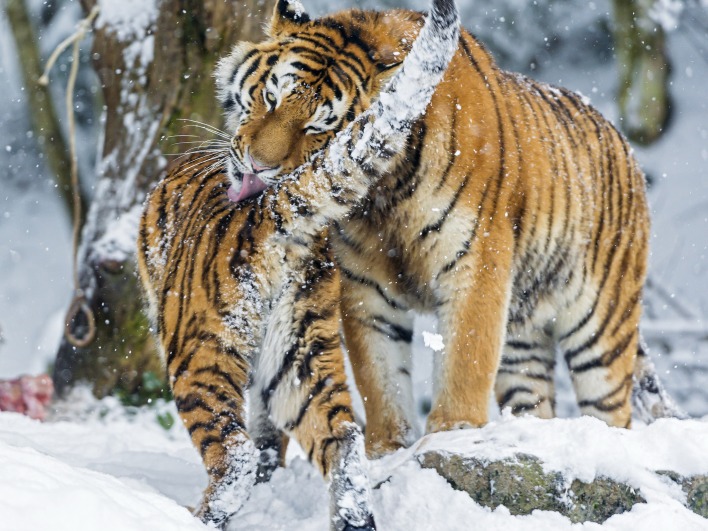 тигры на снегу