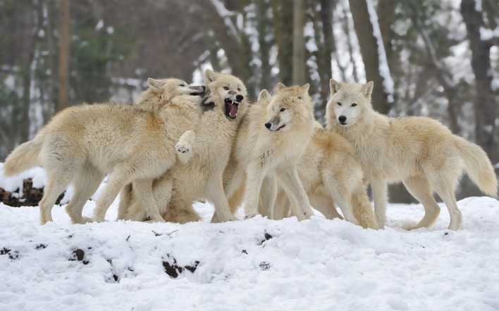 стая белых волков