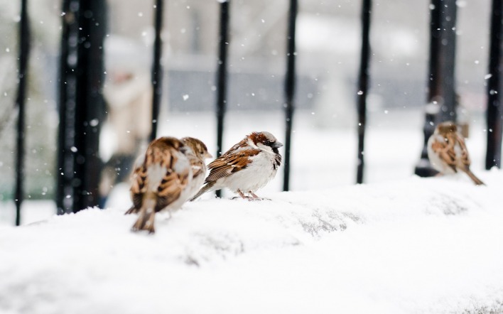 птички на снегу