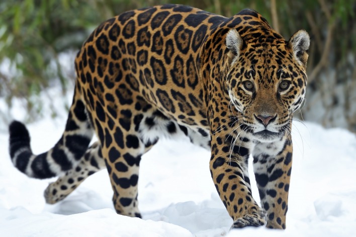 леопард на снегу