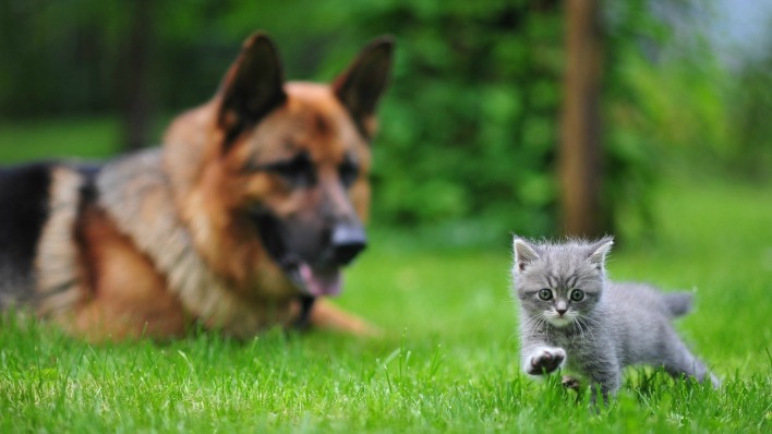 собака с котенком на лужайке