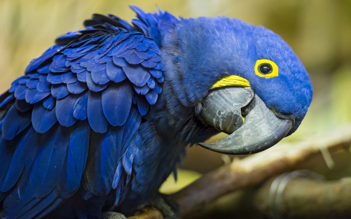 синий попугай