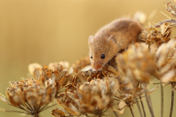 Полевая мышь на растениях