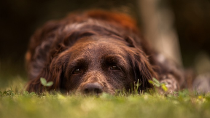 пес на лужайке