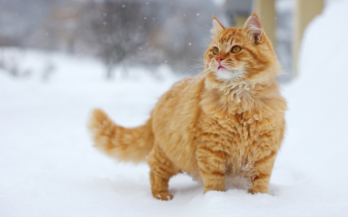 рыжий кот снег взгляд