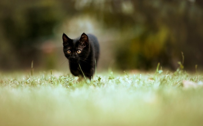 черный кот трава лес