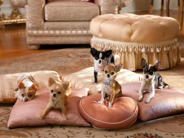 Собачки подушки на полу