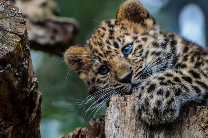 леопард детеныш бревно животное природа