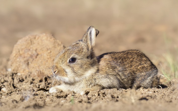 природа животное кролик
