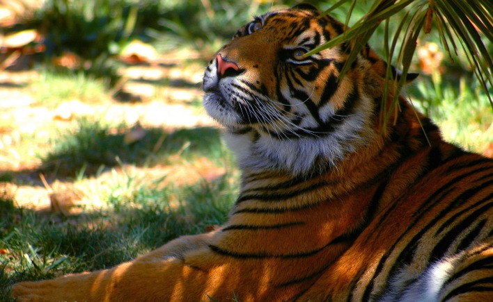 Тигр под пальмой тигр взгляд вверх
