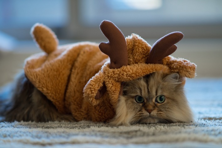 Кот костюм оленя