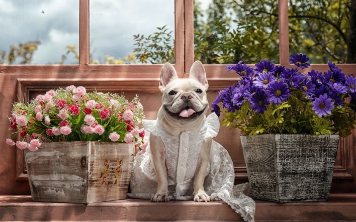 Собака цветы наряженный
