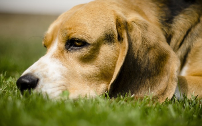 Собака мордой в траве