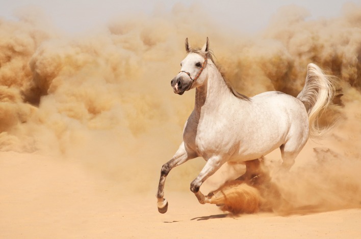 Лошадь пустыня песчаная буря