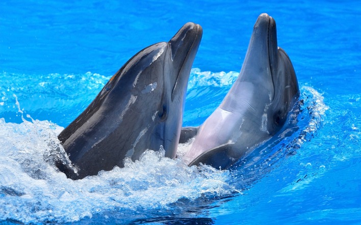 Дельфины в бассейне