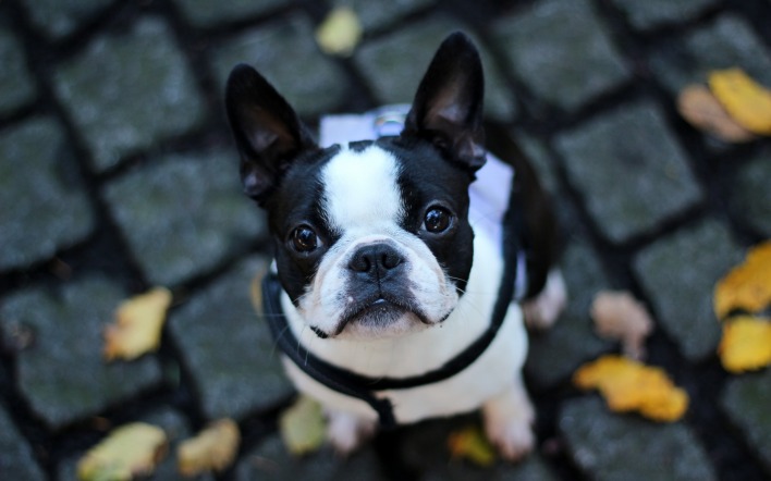 Собака животное французский бульдог