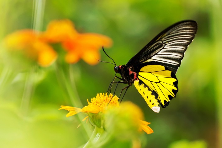 природа насекомое бабочка макро цветы желтые