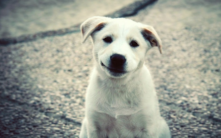 природа белая собака животное улыбка