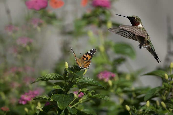 колибри бабочка